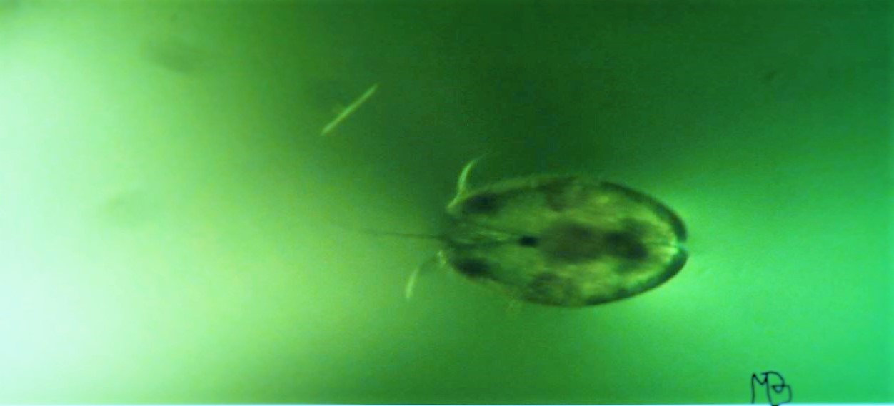 ostracode da determinare